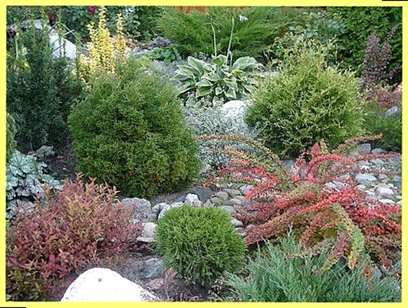 Применение барбариса Тунберга в ландшафтном дизайне