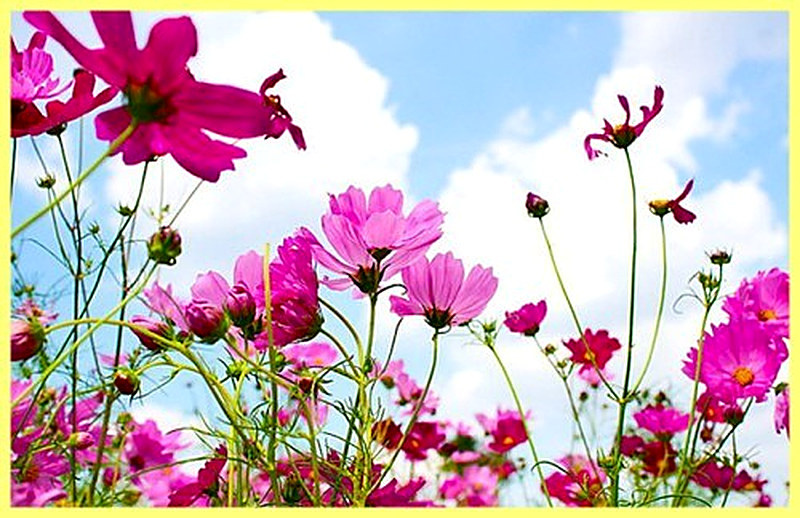 Размножение и посадка космеи