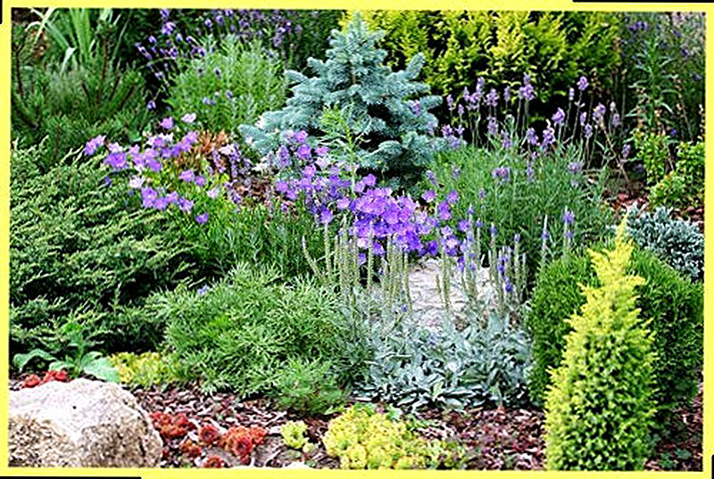 Розеточные растения для альпийской горки