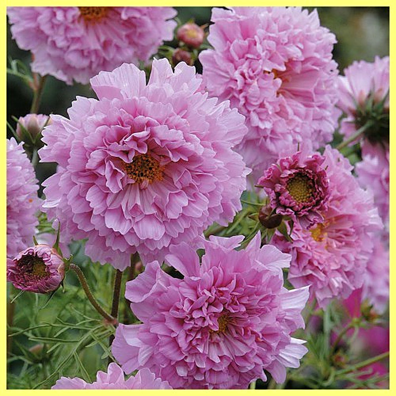 Фото цветов космеи махровой