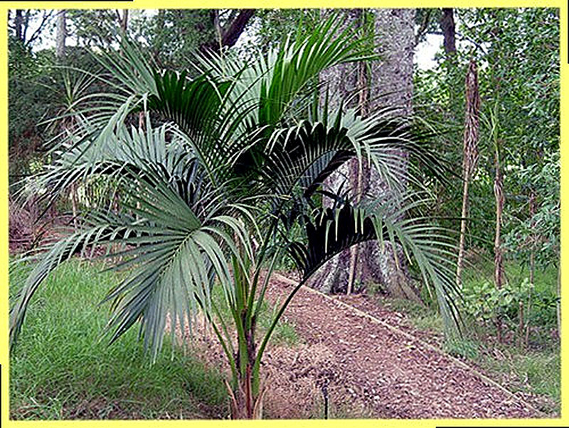 Ховея бельмора уход в домашних условиях фото