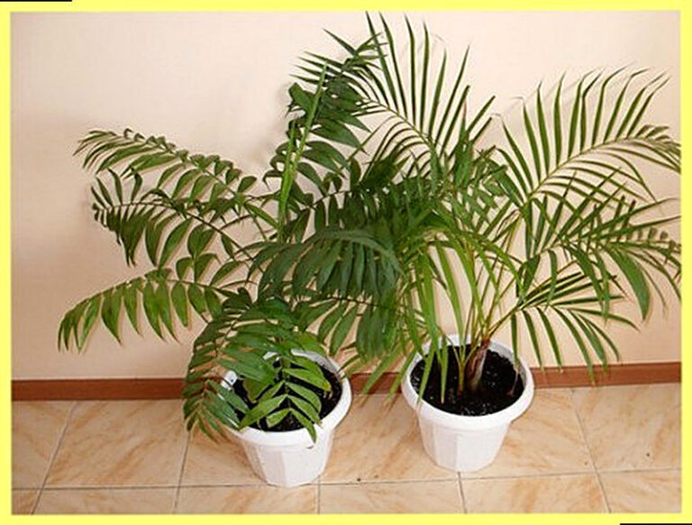 Ховея уход в домашних условиях фото