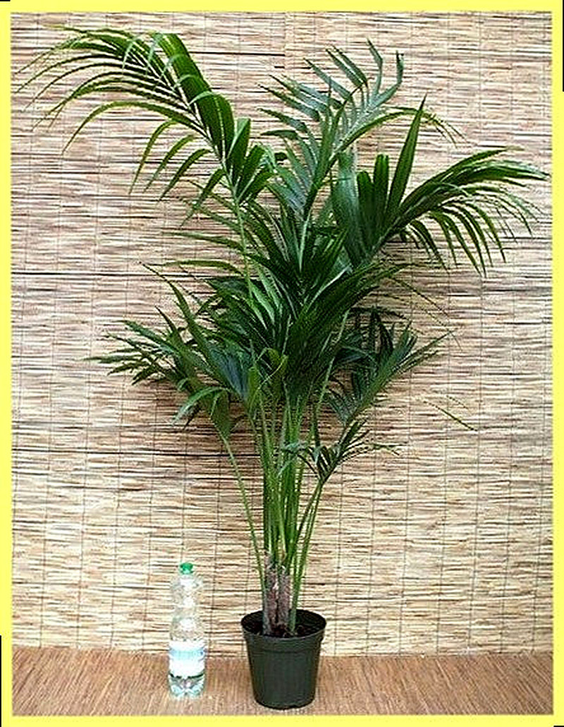 Ховея форстера размножение