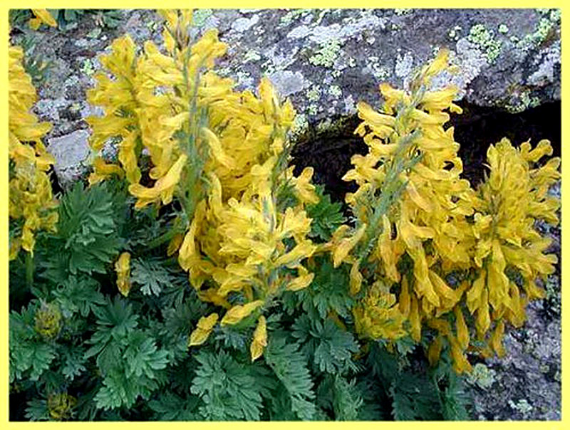 Хохлатка для альпийской горки фото