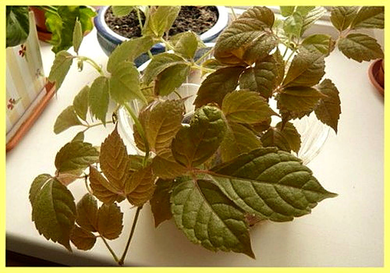 Циссус Железисто-ножковый фото