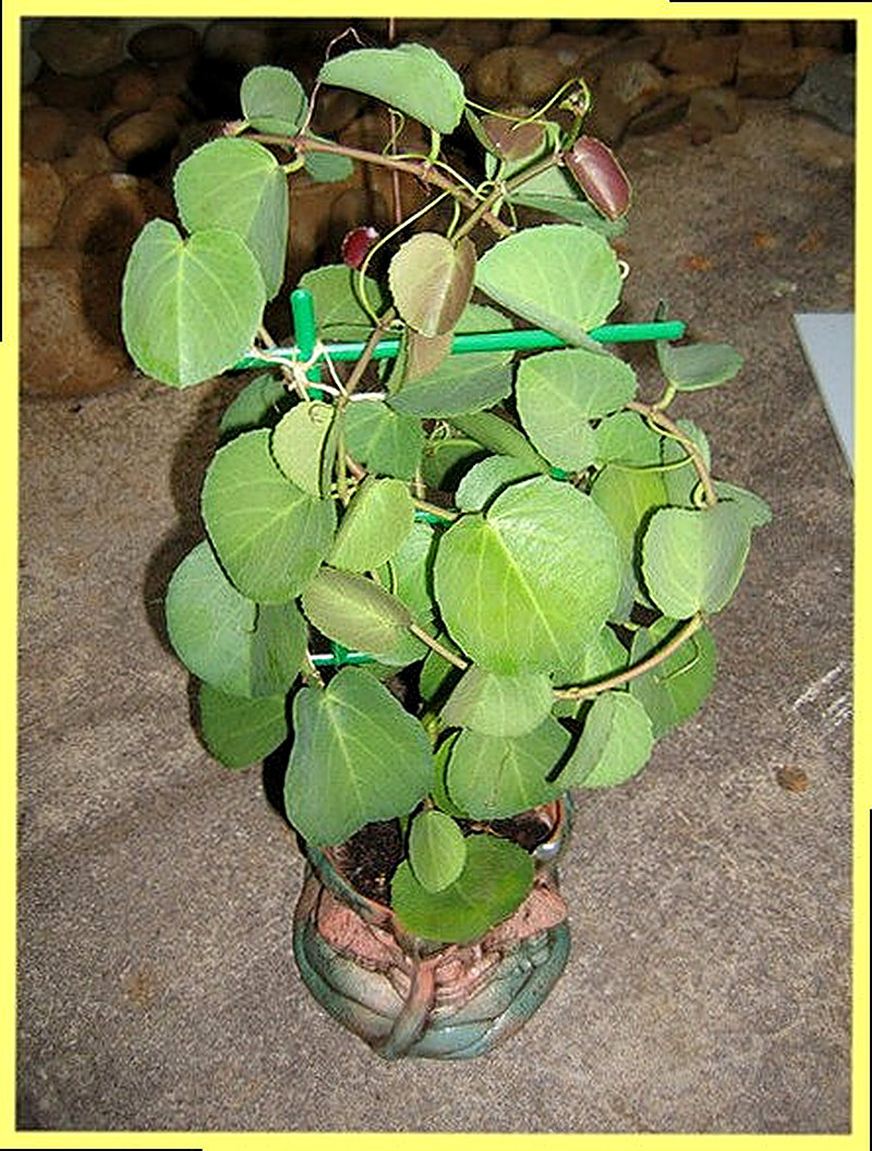 Циссус Круглолистый фото