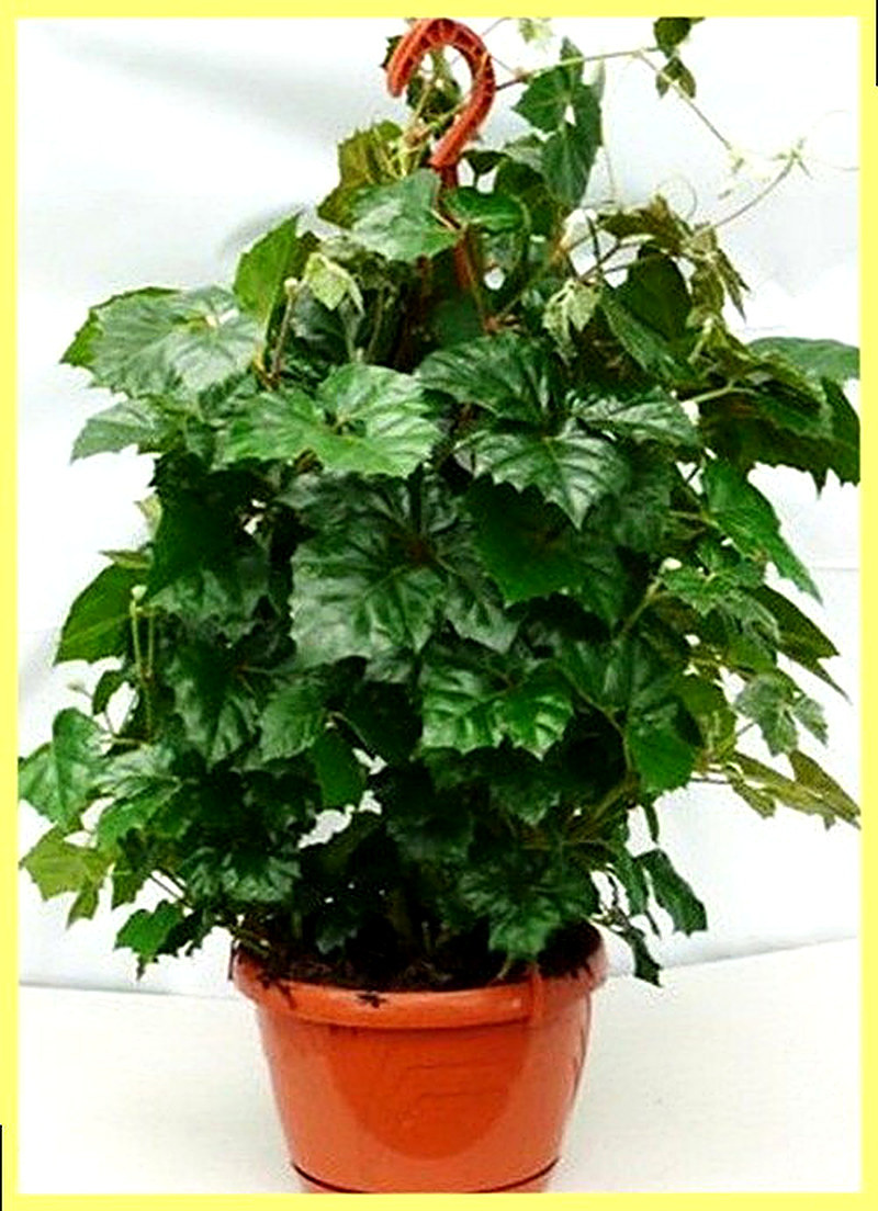 Циссус Мандиана фото