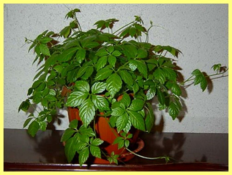 Циссус Полосатый фото