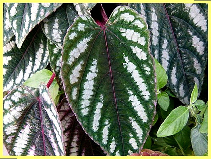 Циссус Разноцветный фото