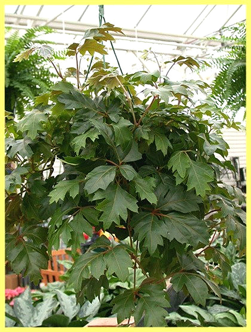 Циссус Ромболистный фото