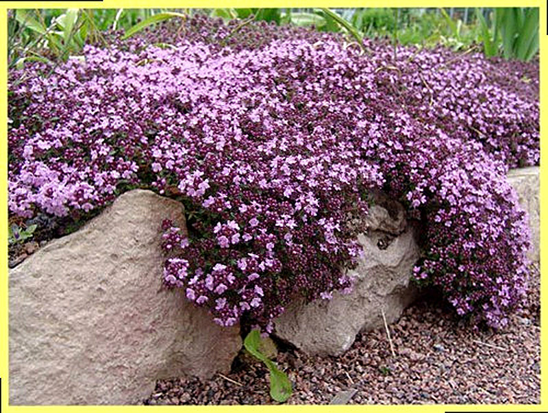 Чабрец для альпийской горки фото