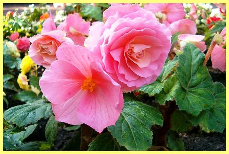 клубневые виды растений