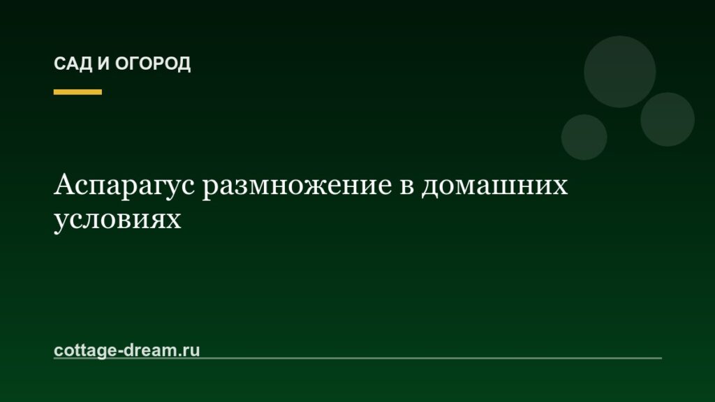 Аспарагус размножение в домашних условиях: фото