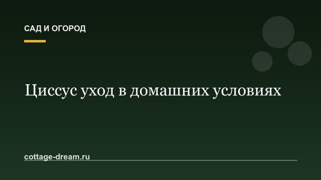 Циссус уход в домашних условиях: домашняя лиана фото