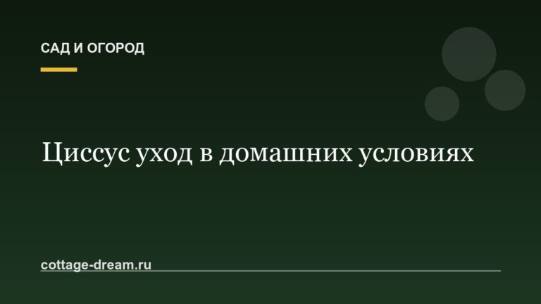 Циссус уход в домашних условиях: домашняя лиана фото