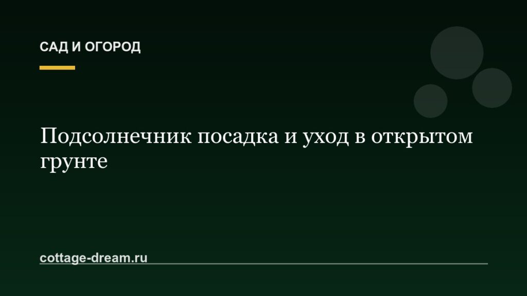 Подсолнечник посадка и уход в открытом грунте