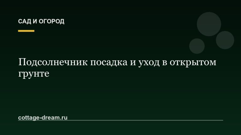 Подсолнечник посадка и уход в открытом грунте