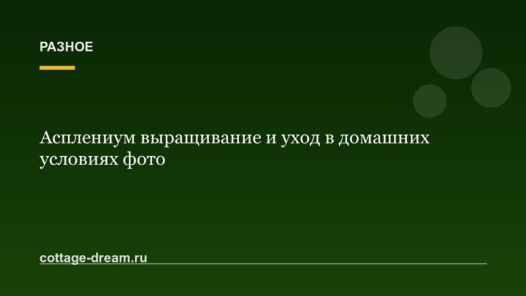 Асплениум выращивание и уход в домашних условиях фото