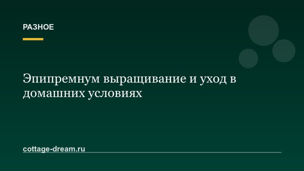 Эпипремнум выращивание и уход в домашних условиях: фото
