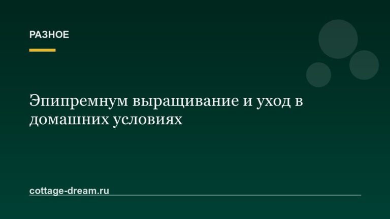 Эпипремнум выращивание и уход в домашних условиях: фото