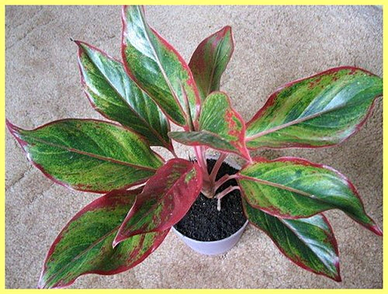 Аглаонема Крит фото