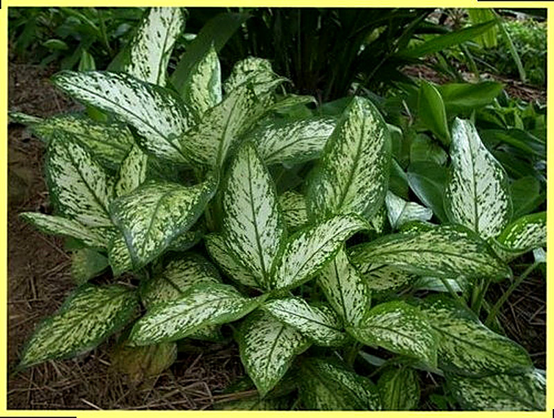 Аглаонема Переменчивая фото