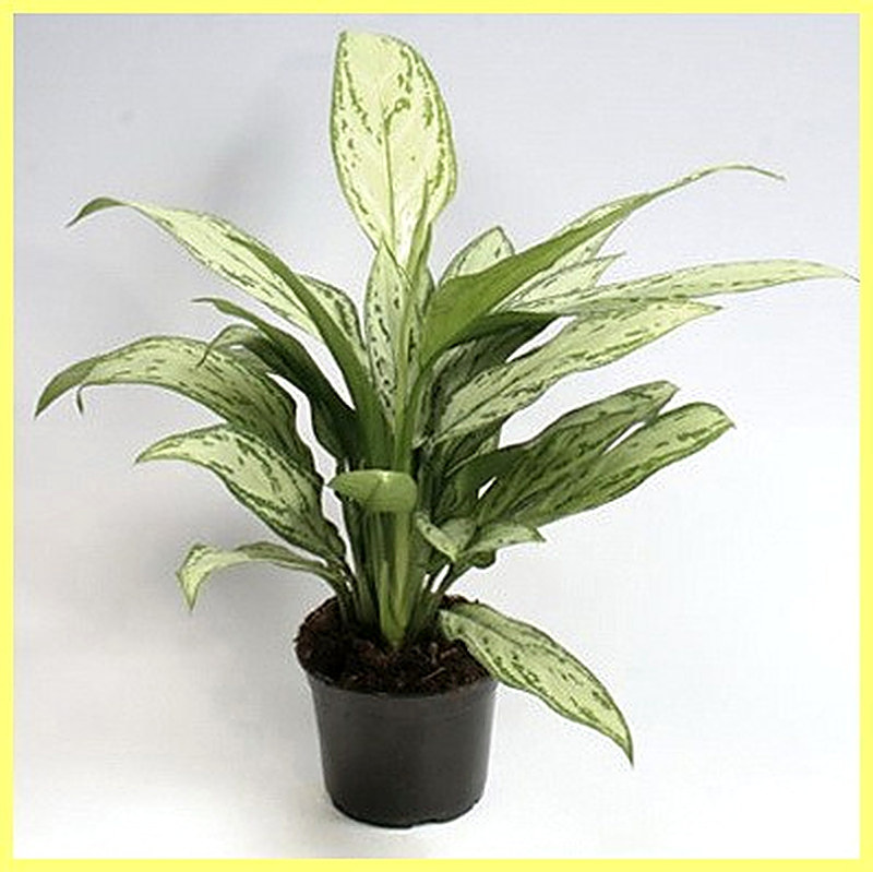 Аглаонема Сильвер Квин фото