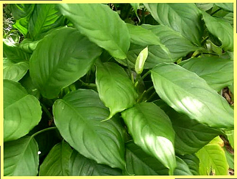 Аглаонема Скромная фото