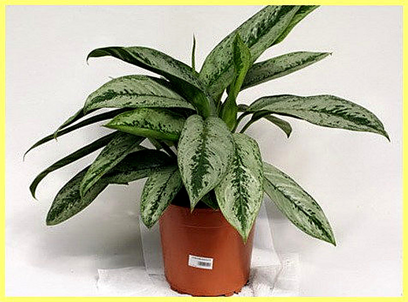 Аглаонема уход в домашних условиях фото