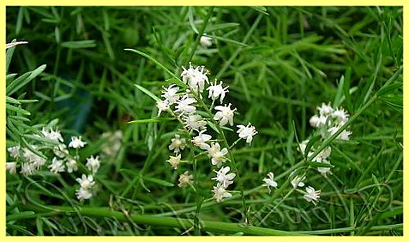 Аспарагус Густоцветковый фото