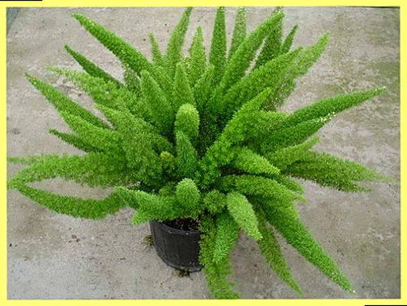 Аспарагус Мейера фото