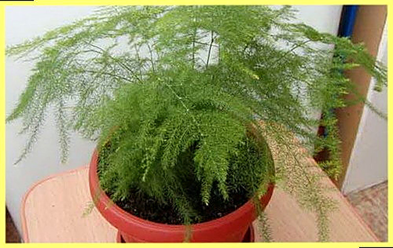 Аспарагус Перистый фото