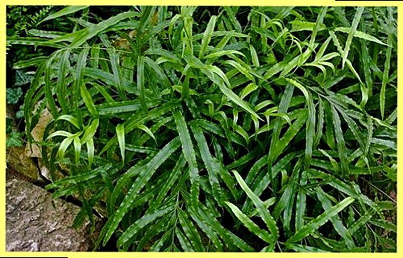 Аспарагус Серповидный фото