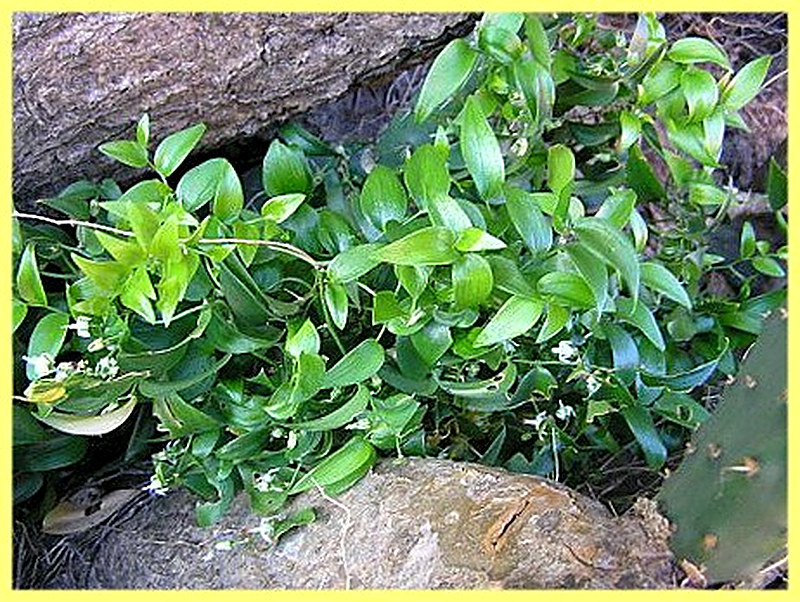 Аспарагус Спаржевидный фото