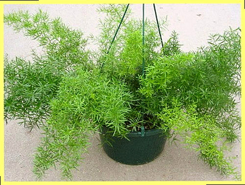 Аспарагус Шпренгера фото