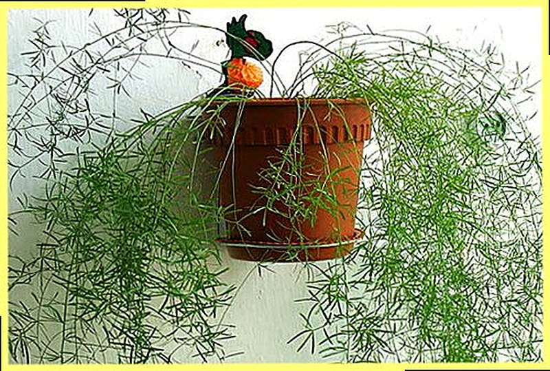 Аспарагус размножение в домашних условиях