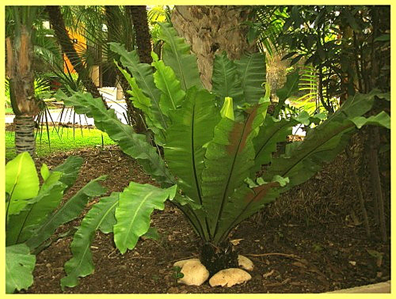 Асплениум Гнездовидный фото