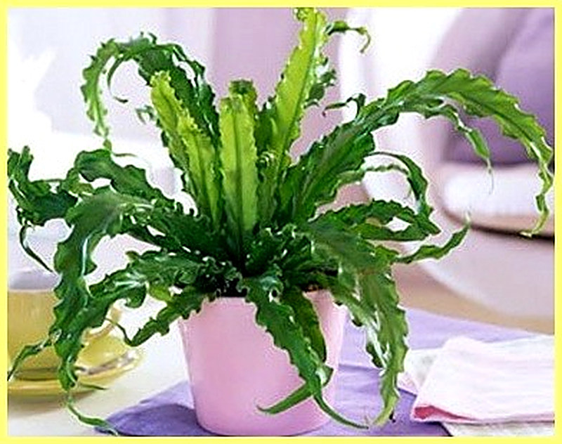 Асплениум выращивание и уход в домашних условиях фото