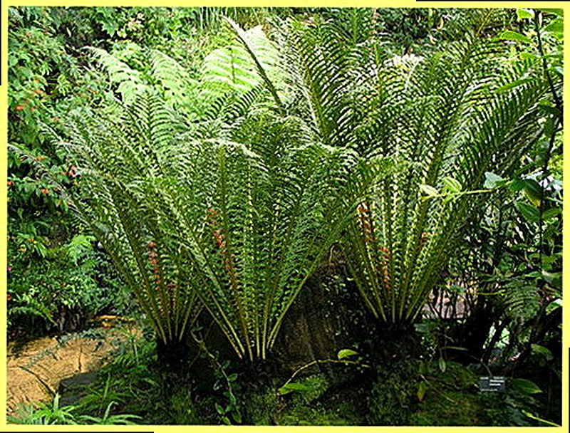 Древний папоротник фото