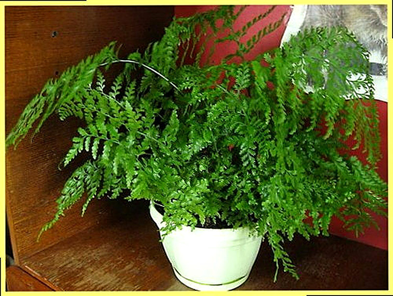 Живородящий папоротник