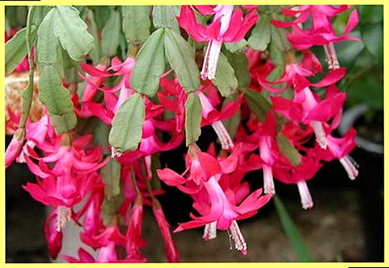 Зигокактус Шлюмбергера Бакли фото