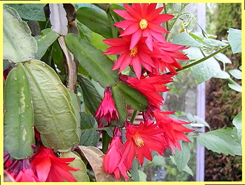 Зигокактус Шлюмбергера Гертнера фото