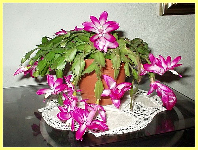 Зигокактус Шлюмбергера Усеченная фото