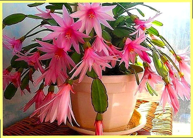 Зигокактус уход в домашних условиях фото