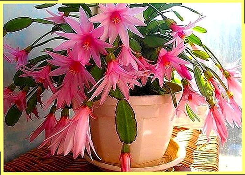 Зигокактус уход в домашних условиях фото