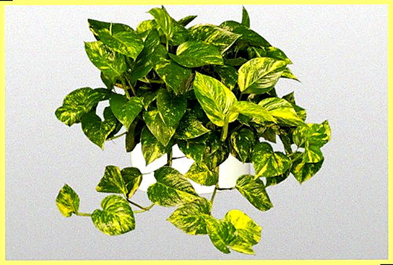 Золотистый Эпипремнум фото