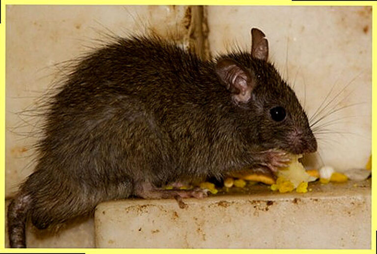 Как бороться с крысами в частном доме