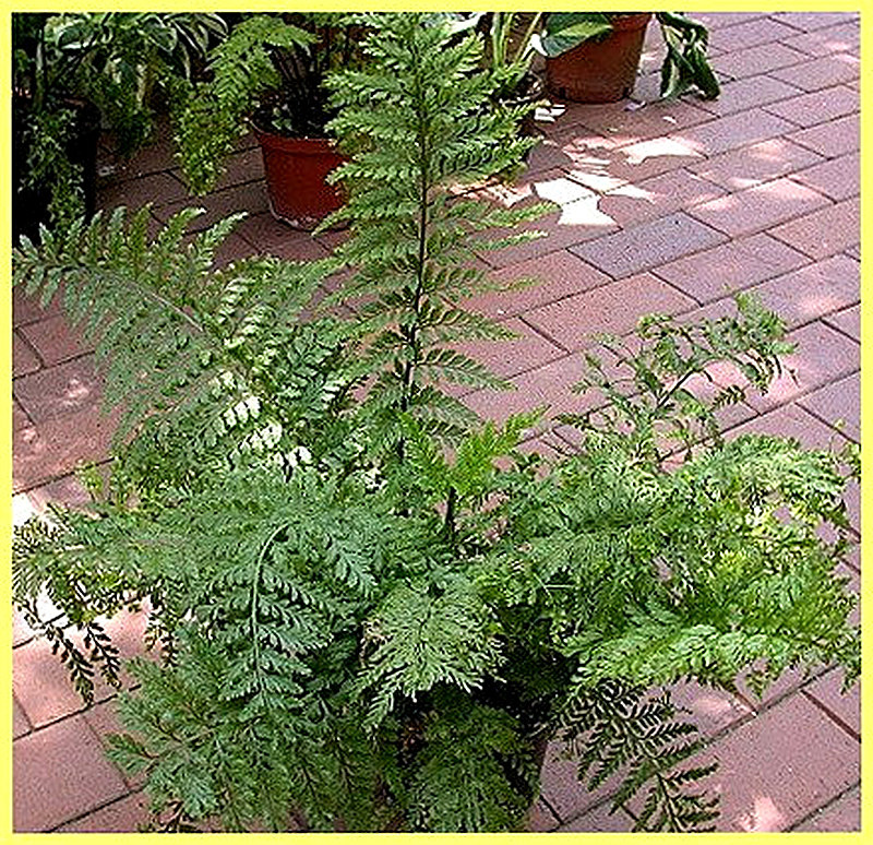 Лукоценосный папоротник фото