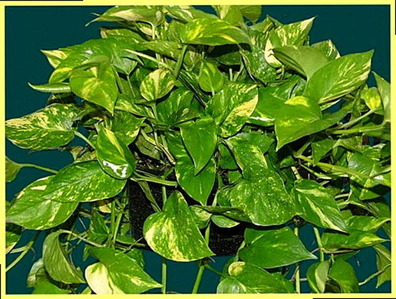 Перистый Эпипремнум фото