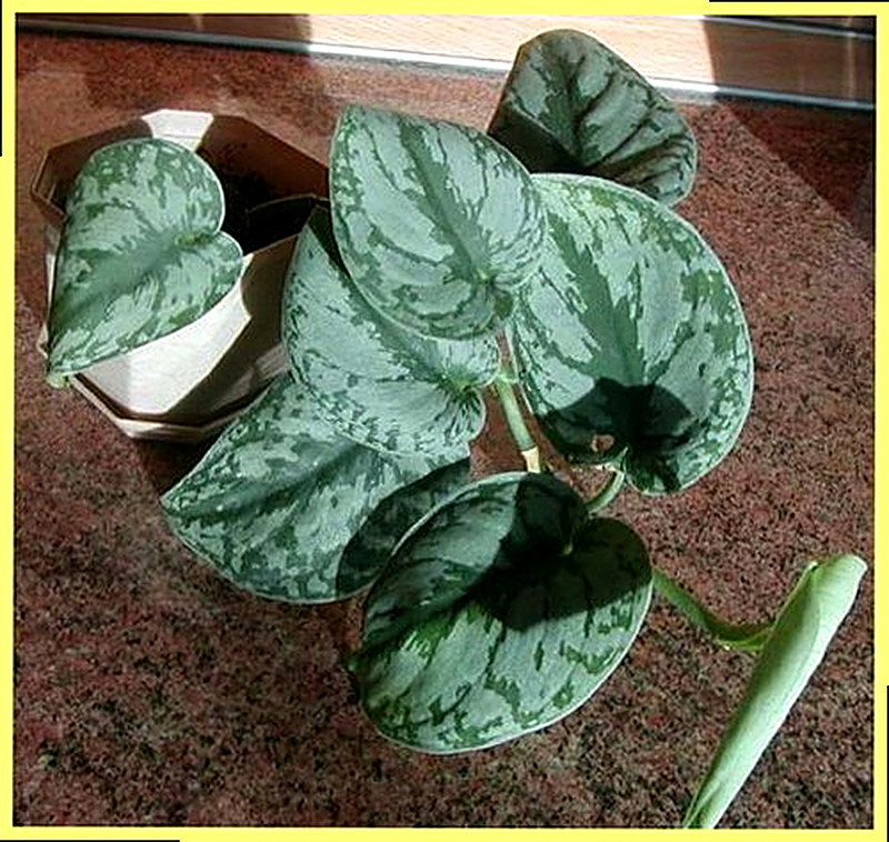 Расписной Эпипремнум фото